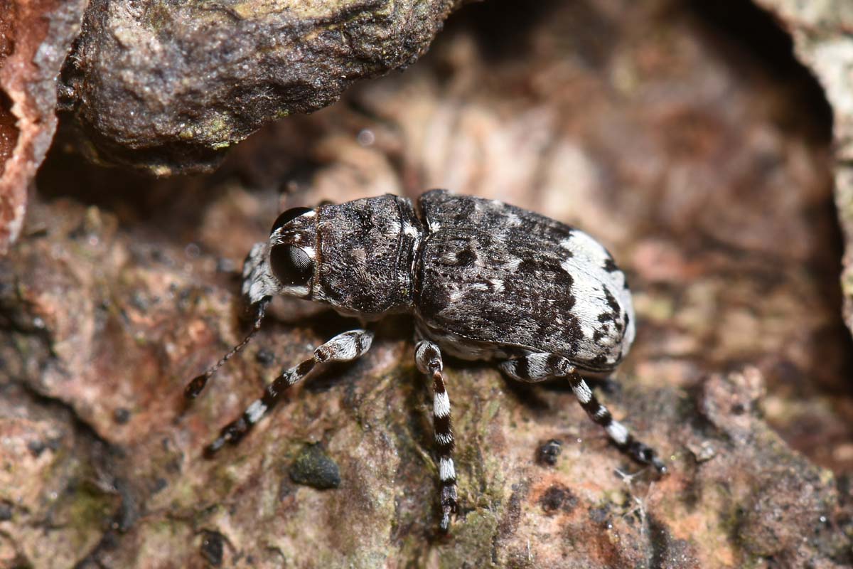 Anthribidae: Tropideres albirostris, coppia